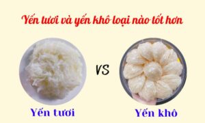 nen-mua-yen-tuoi-hay-yen-kho-1
